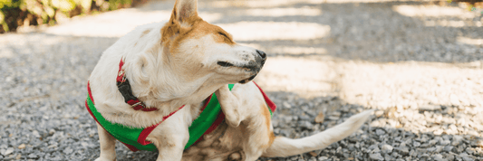 擺脫狗狗皮膚癢!✋一文基本了解狗狗🐶皮膚問題成因及低敏狗糧飲食推薦 - SugarPet 寵甜