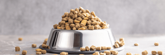 狗狗過敏救星!昆蟲蛋白飼料,你試過未? - SugarPet