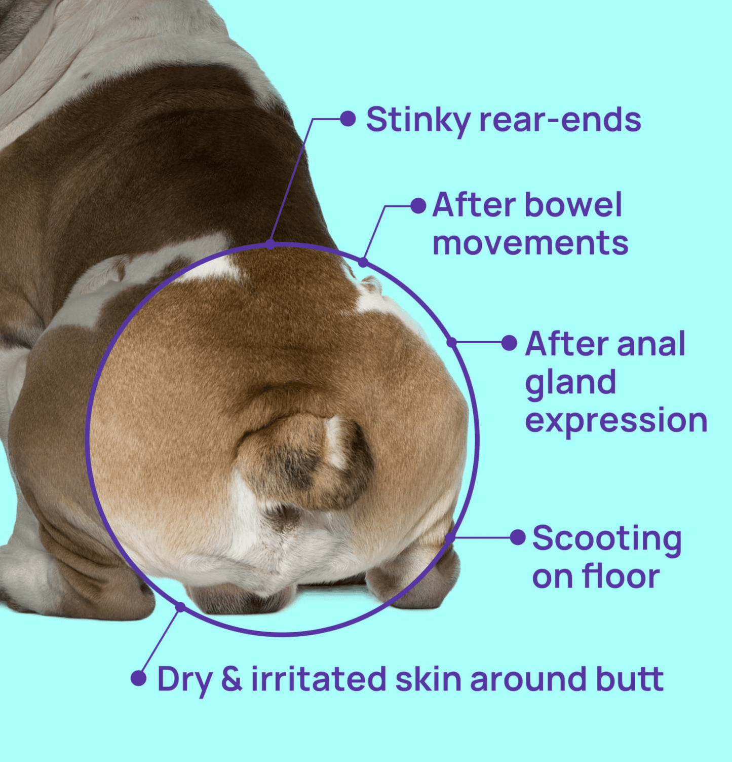 HICCPET | 寵物肛門腺濕紙巾 (100片裝)(貓狗適用) - SugarPet