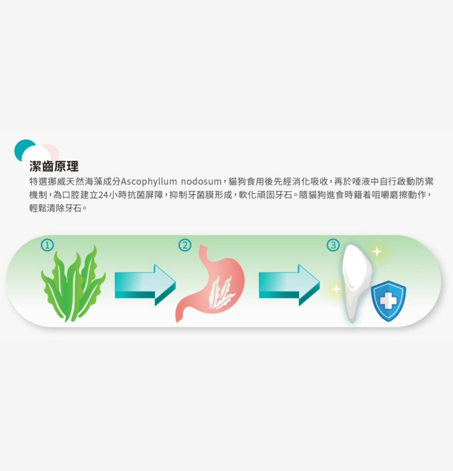 Papai | 海藻深層貓潔牙粉 - 三文魚口味(貓貓適用) - SugarPet