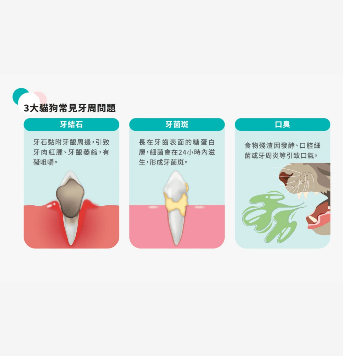 Papai | 海藻深層貓潔牙粉 - 三文魚口味(貓貓適用) - SugarPet
