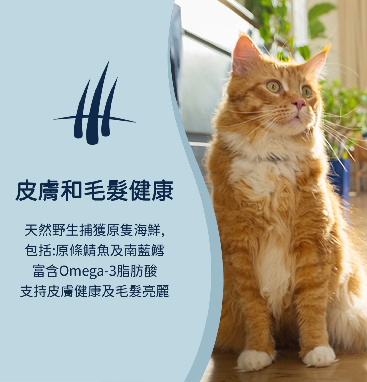 ZiwiPeak | 微蒸風乾雞野生南太平洋魚貓糧 - SugarPet