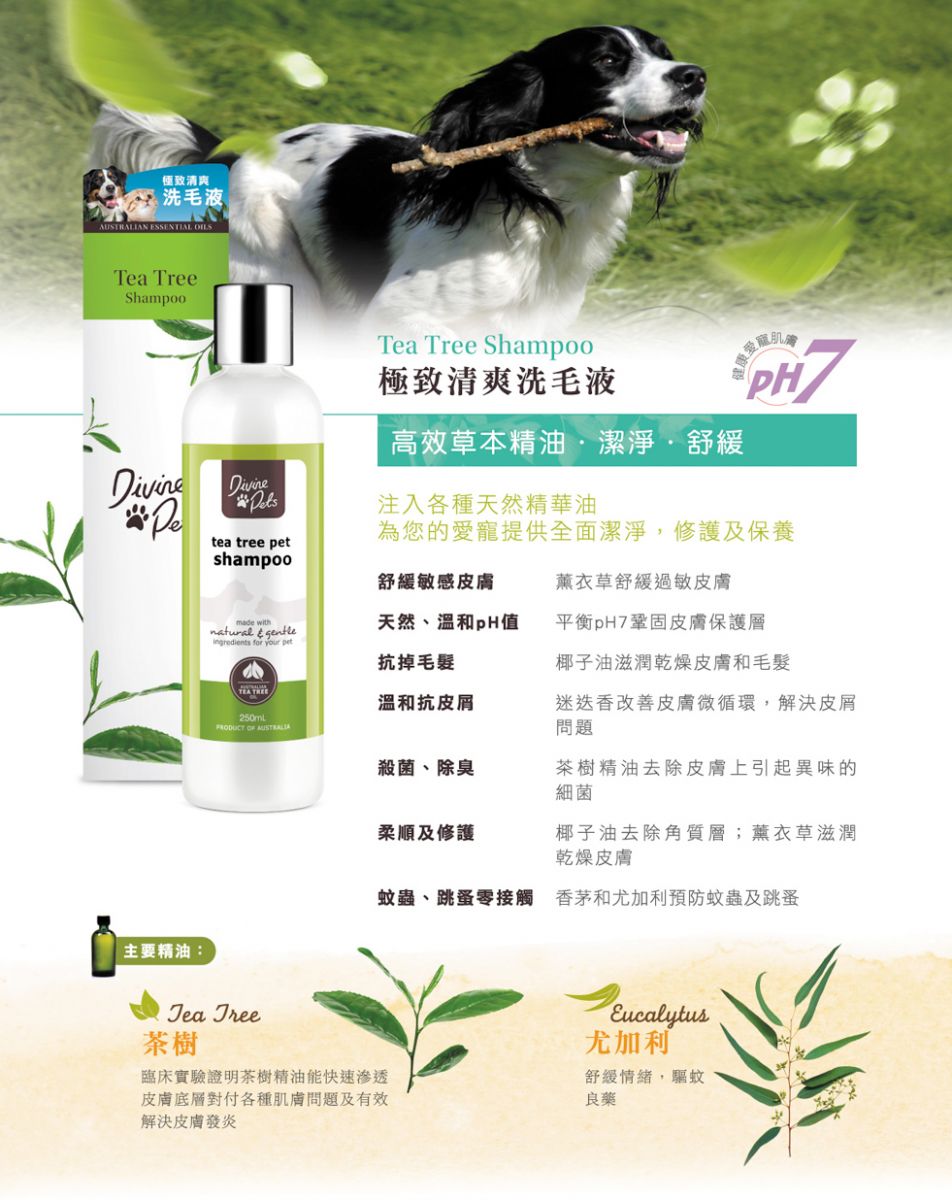 Divine Pets | 極致清爽洗毛液(貓狗適用) - SugarPet