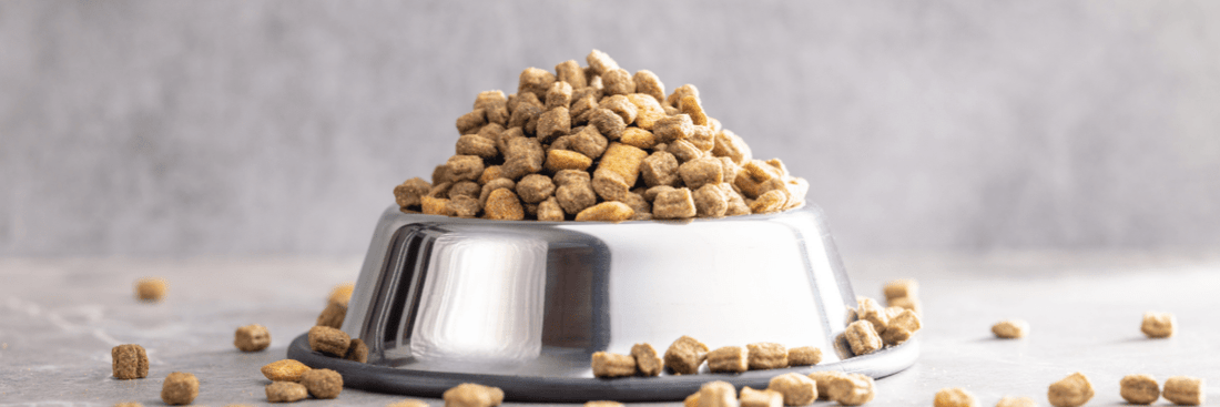 狗狗過敏救星！昆蟲蛋白飼料，你試過未？ - SugarPet